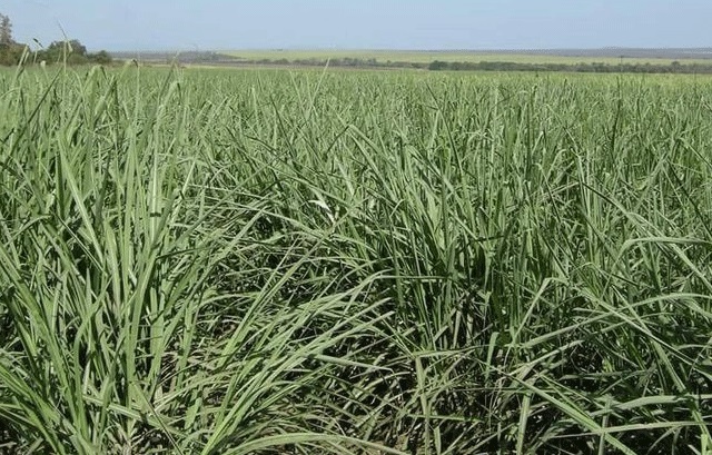 ESWATINI CANE GROWERS ASSOCIATION CRAFTS NEW PATH Image
